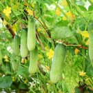 Cucumber Seed Thai Cucumber Seed