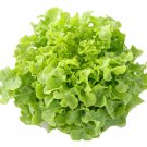 Green Oak Lettuce Seed