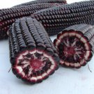 Purple Waxy Corn Seed Thai Purple Waxy Corn Seed