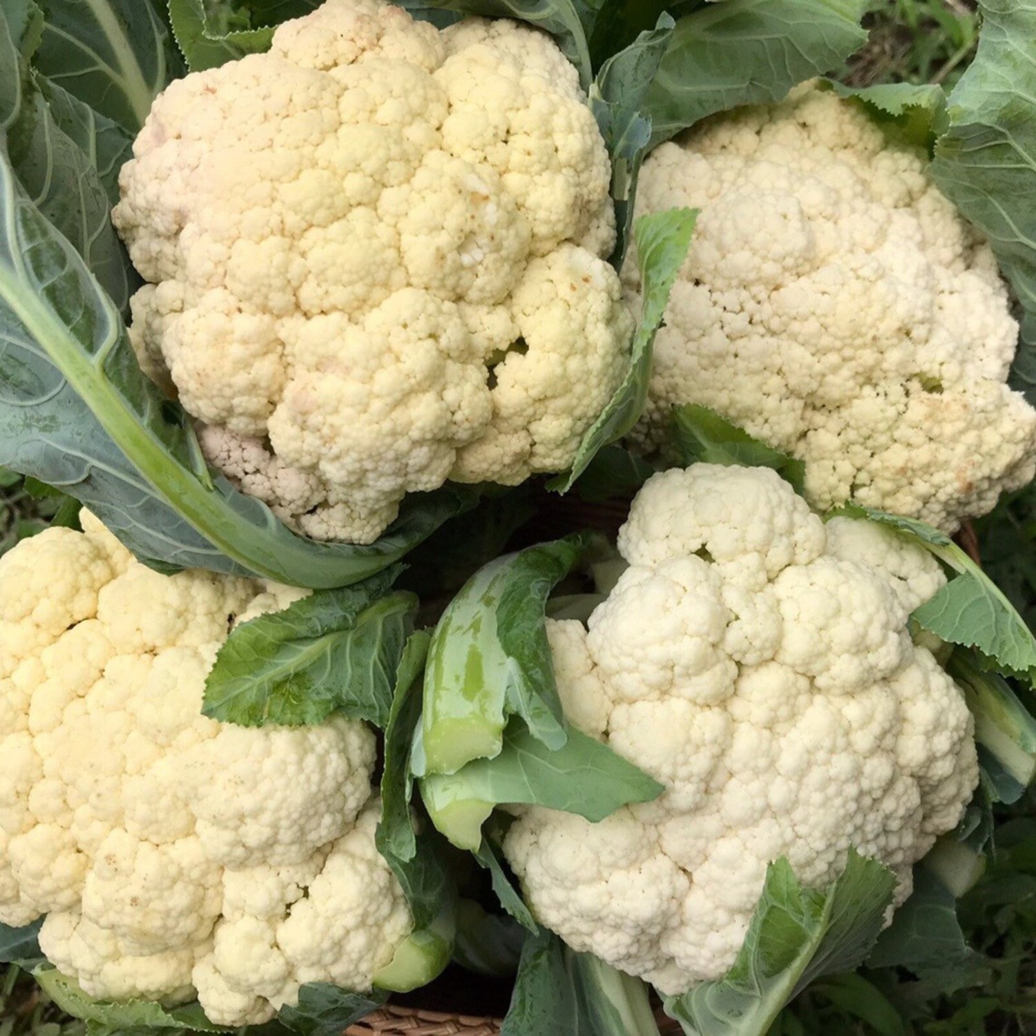 Cauliflower Seed Var.D65