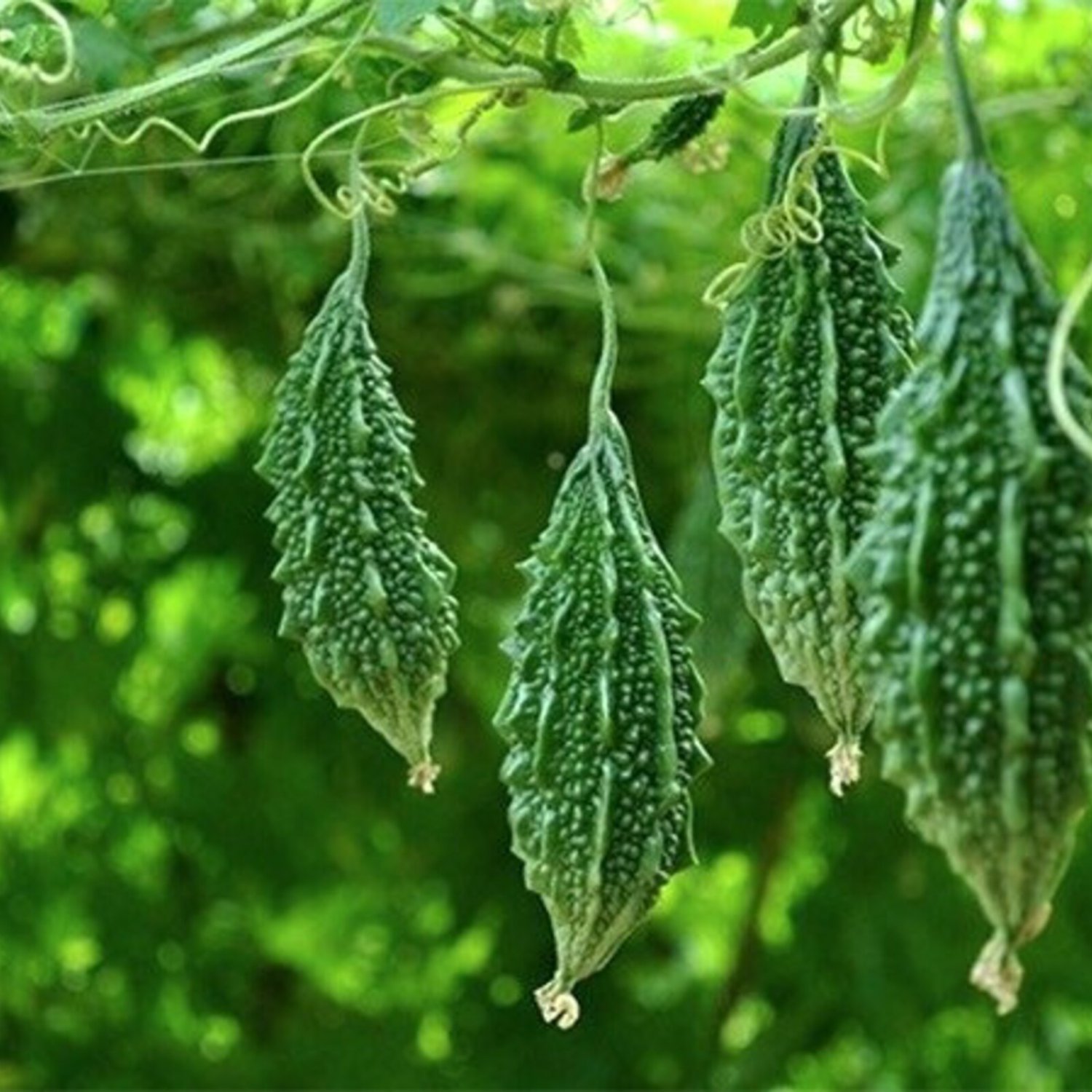 Thai Bitter Melon Seed