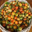 Thai Srida Tomato Var. Pongchomphu Som Tum Tomato Var.Pongchomphu Seed