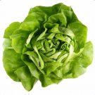 Baby Butterhead Lettuce Seed