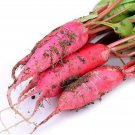 Red River Long Radish Seed