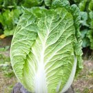 Napa Cabbage Seed Var.Shogun