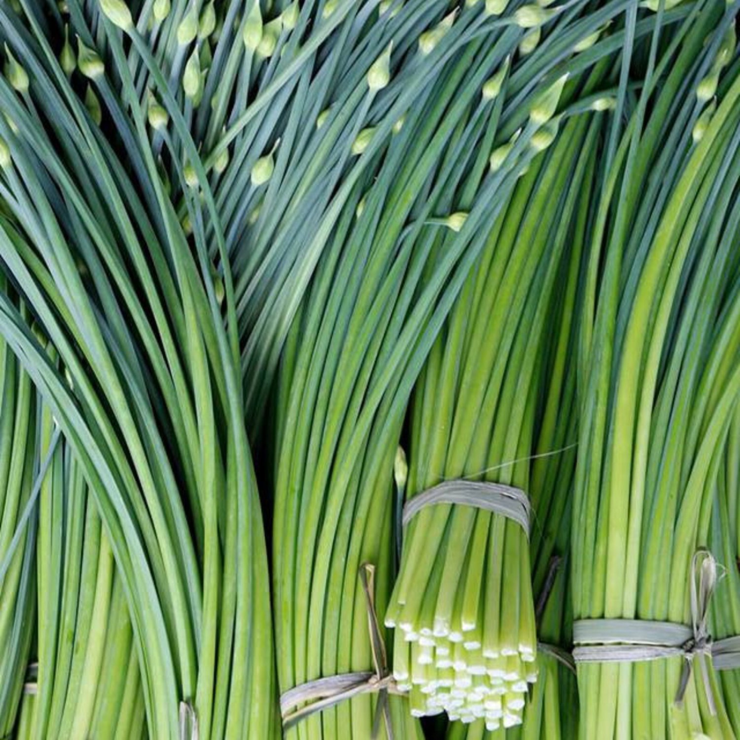 Garlic Chives Seed 100 Seeds Chinese Chives