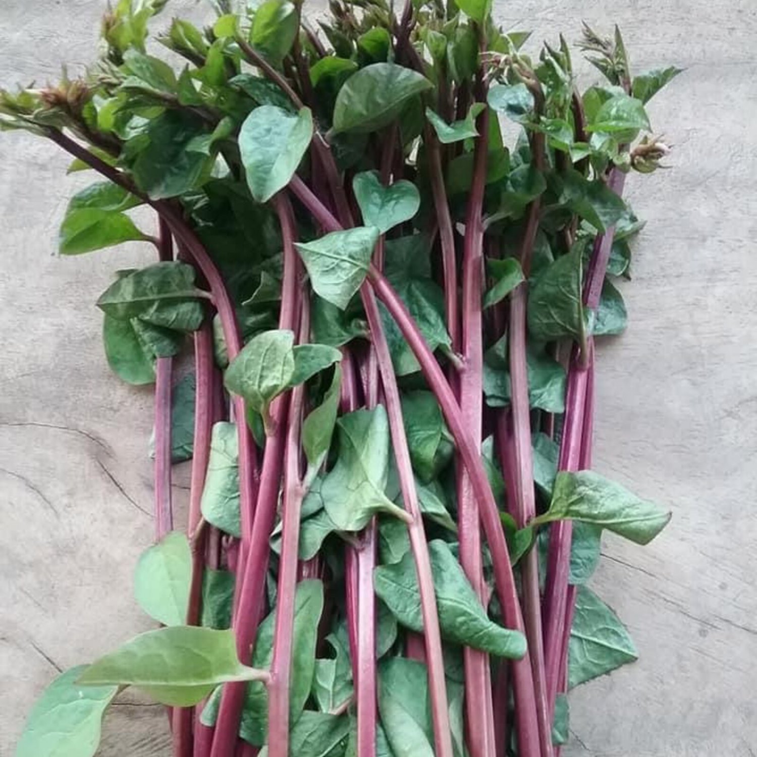 Red Stem Malabar Spinach Seed