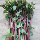 Red Stem Malabar Spinach Seed