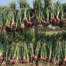 Thai Shallot Seed Thai Hom Daeng Seed