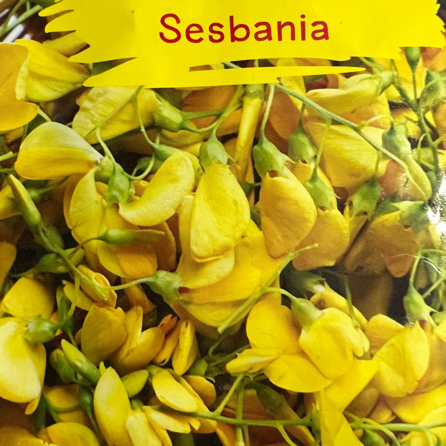Sesbania Seed Sano Seed Op