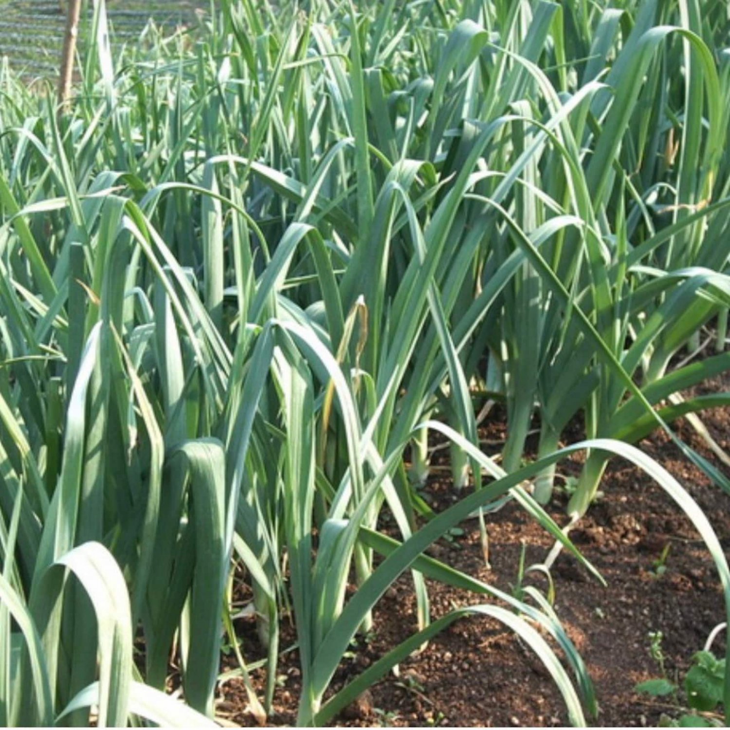 Thai Sri Tone Leeks Seed