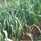 Thai Sri Tone Leeks Seed