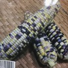 Thai Tri-Rong Waxy Corn Seed