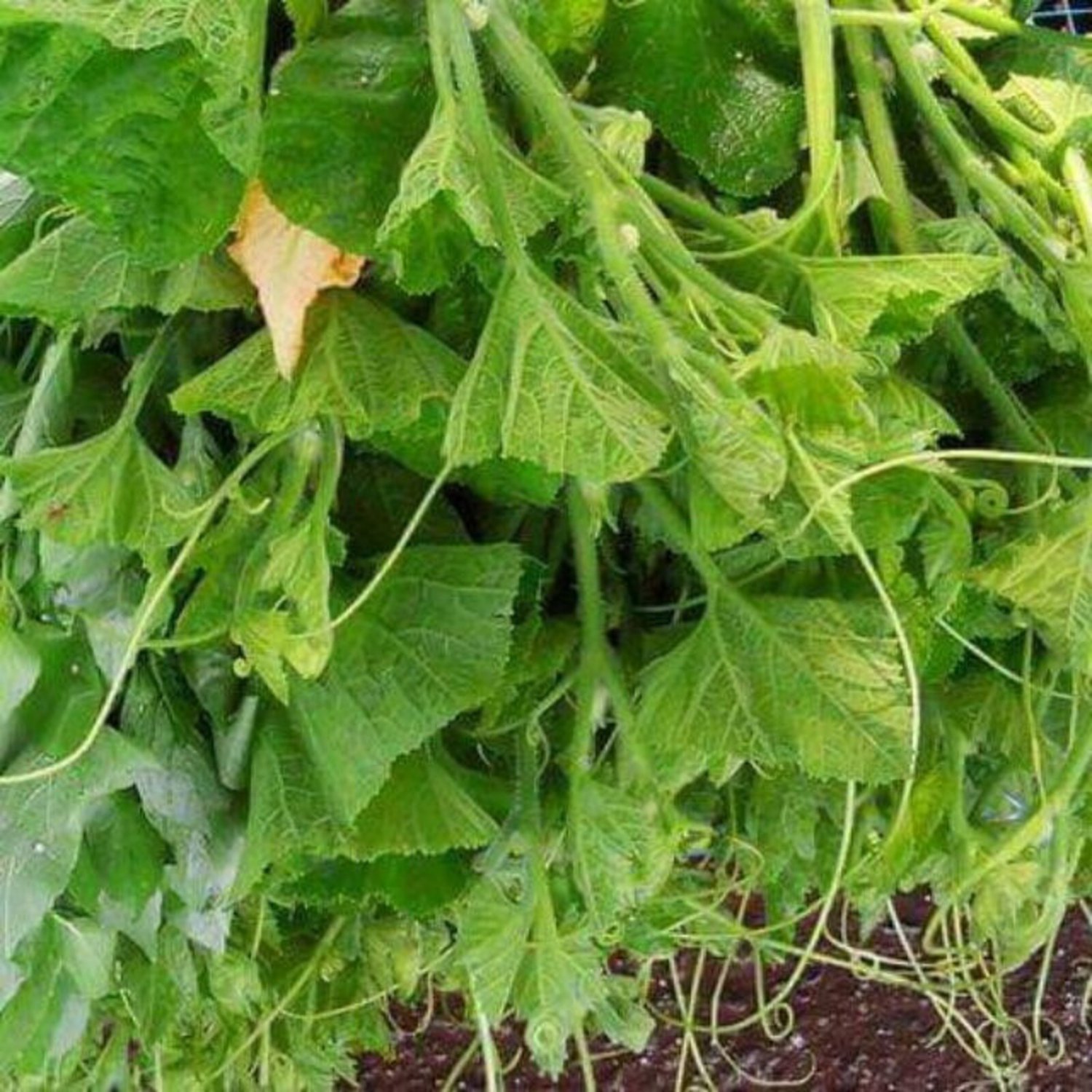Pumpkin Vine Seed Thai Pumpkin Vine Seed