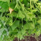Pumpkin Vine Seed Thai Pumpkin Vine Seed