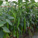 Thai Green Hot Pepper Seed Mea Rim Pepper Prek Num Keaw Mea Rim