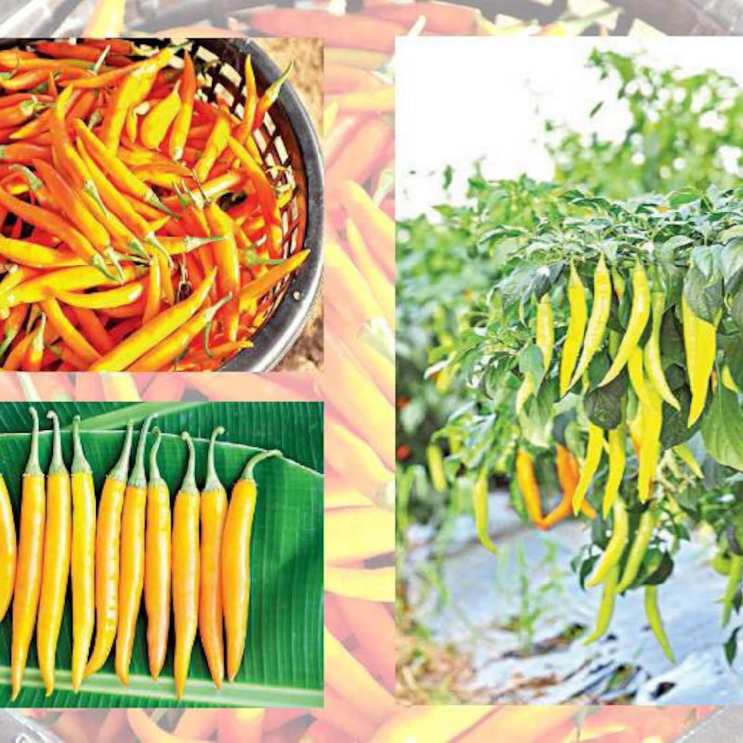 Thai Yellow Pepper Seed 25 Seeds