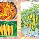 Thai Yellow Pepper Seed 25 Seeds
