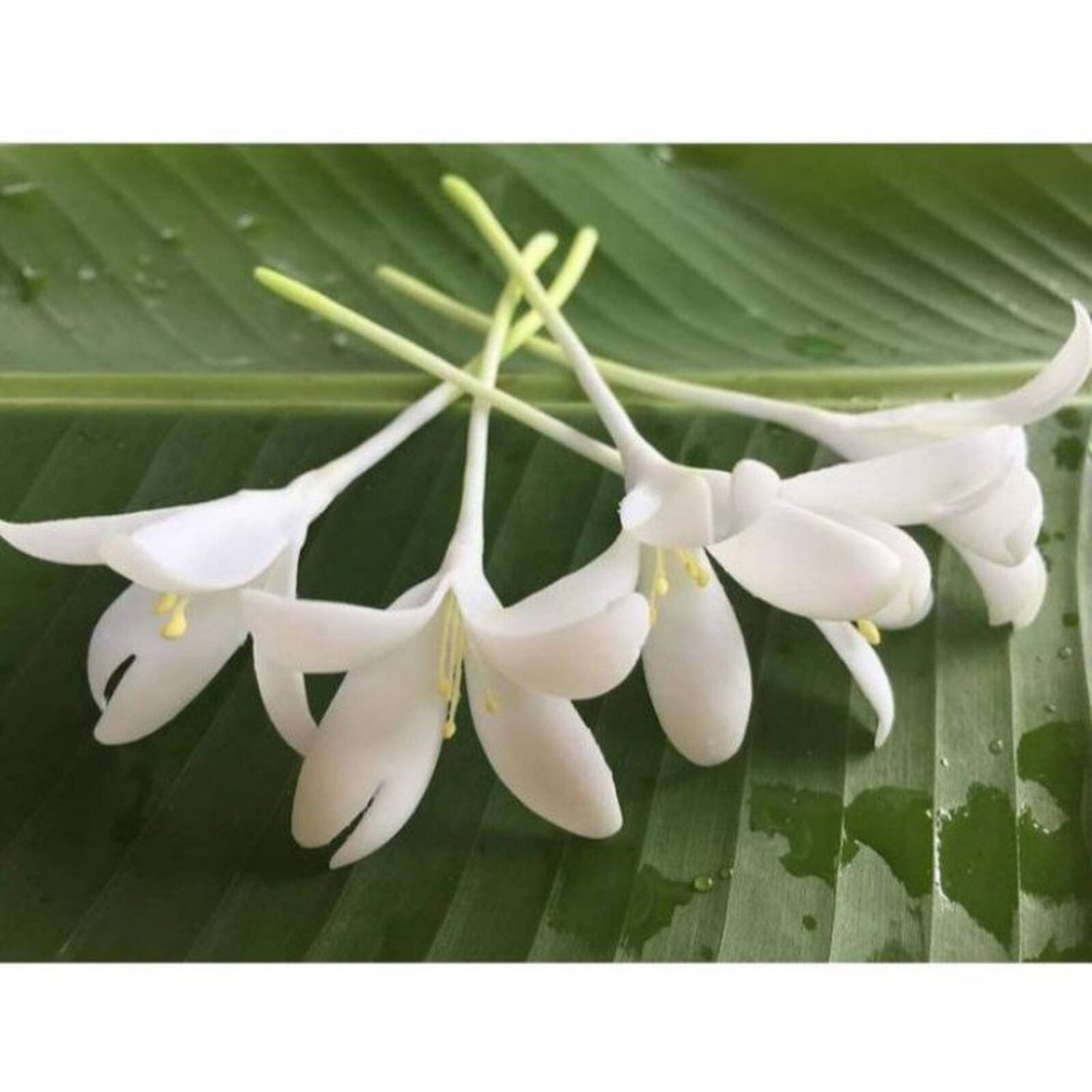 Millingtonia Tree Seed Indian Cork Tree Seed Tree Jasmine Seed Kasalong Tree Seed