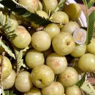 Indian Gooseberry Seed Large Fruit Phyllanthus Emblica Seed