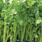 Chinese Celery Seed Golden Yellow Stem 100 Seeds