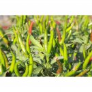Thai Bird Pepper Seed Micro Hot