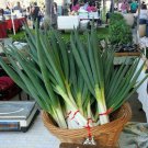 Tokyo Bunching Onion Seed