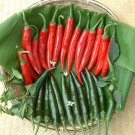 Medium Hot Green Pepper Seed Munn Pepper Seed