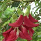 Dwarf Red Sesbania Grandiflora Seed Dwarf Varieties Red Hummingbird Seed Red Agasta Seed