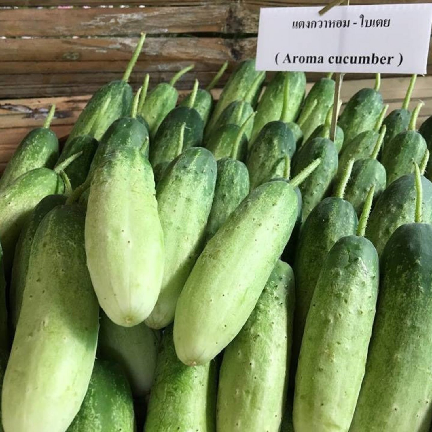 Thai Aroma Cucumber Seed Var.Hom Bai Toei Fragrant Cucumber Seed