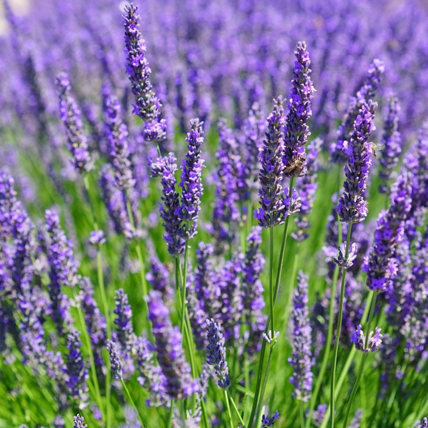 Vera Lavender Seed English Lavender Seed 100 Seeds