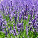 Vera Lavender Seed English Lavender Seed 100 Seeds