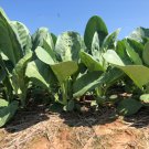 Bang Bau Thong 35 Kale Seed Chinese Kale Seed Chinese Broccoli Seed
