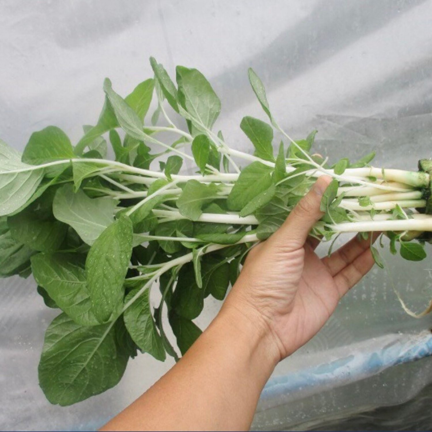White Stem Amaranth Seed