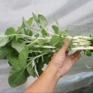 White Stem Amaranth Seed