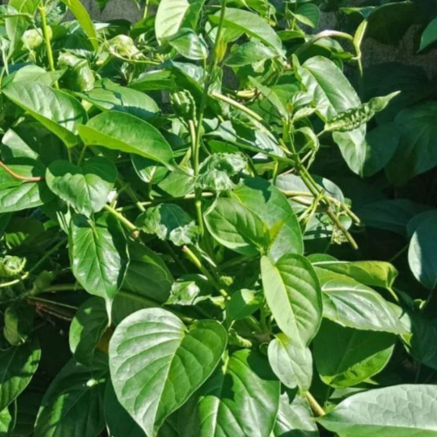 Gymnema Inodorum Seed Phak Chengdaa Seed