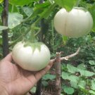 White Round Eggplant Seed