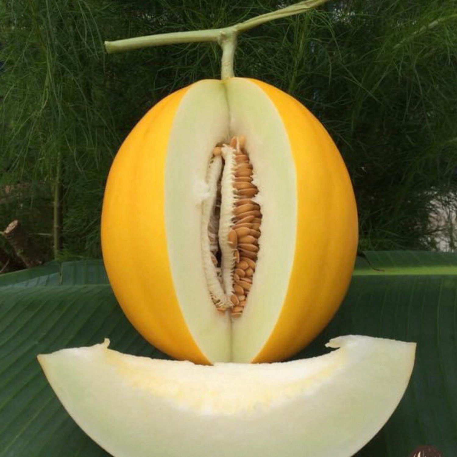 Rockstars Cantaloupe Seed Yellow Melon Seed