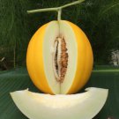 Rockstars Cantaloupe Seed Yellow Melon Seed