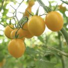 Thai Yellow Sweet Tomato Seed Var. Sweet Boy