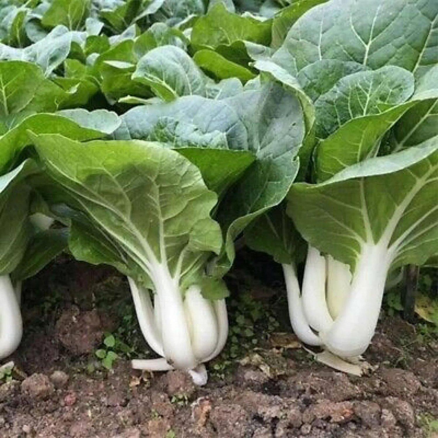 Baby White Pak Choi Seed White Pak Choi Seed