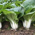 Baby White Pak Choi Seed White Pak Choi Seed