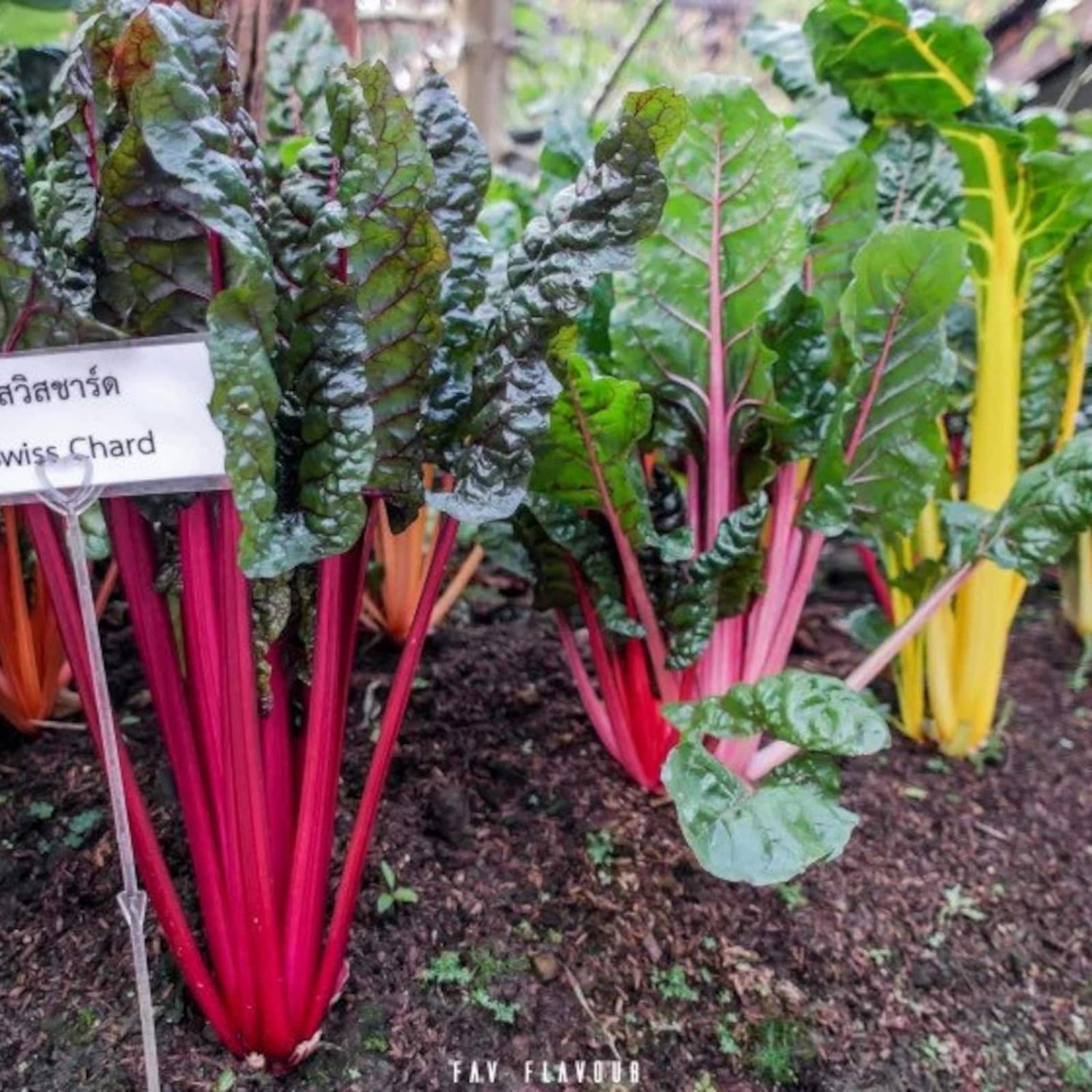 Swiss Chard Seed