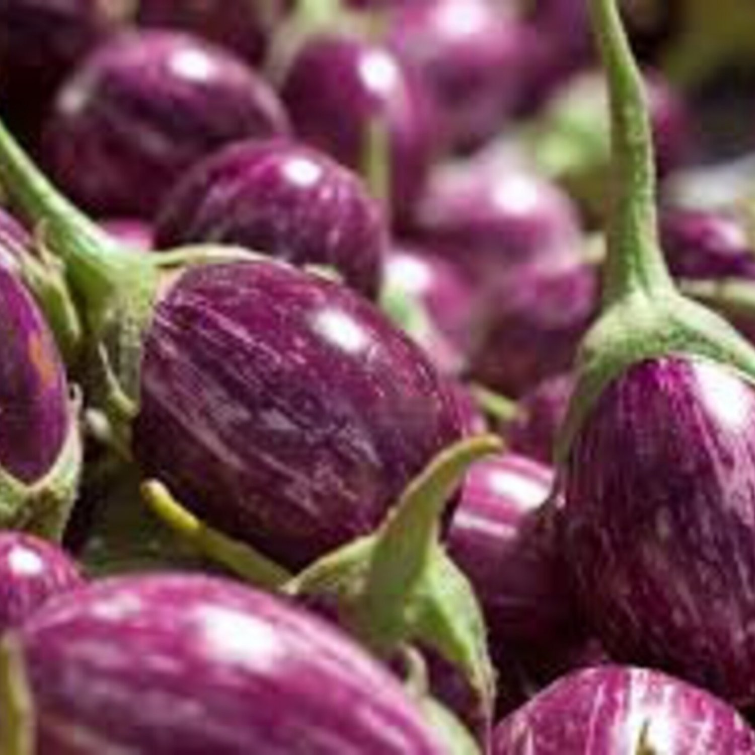Purple Garden Eggplant Seed