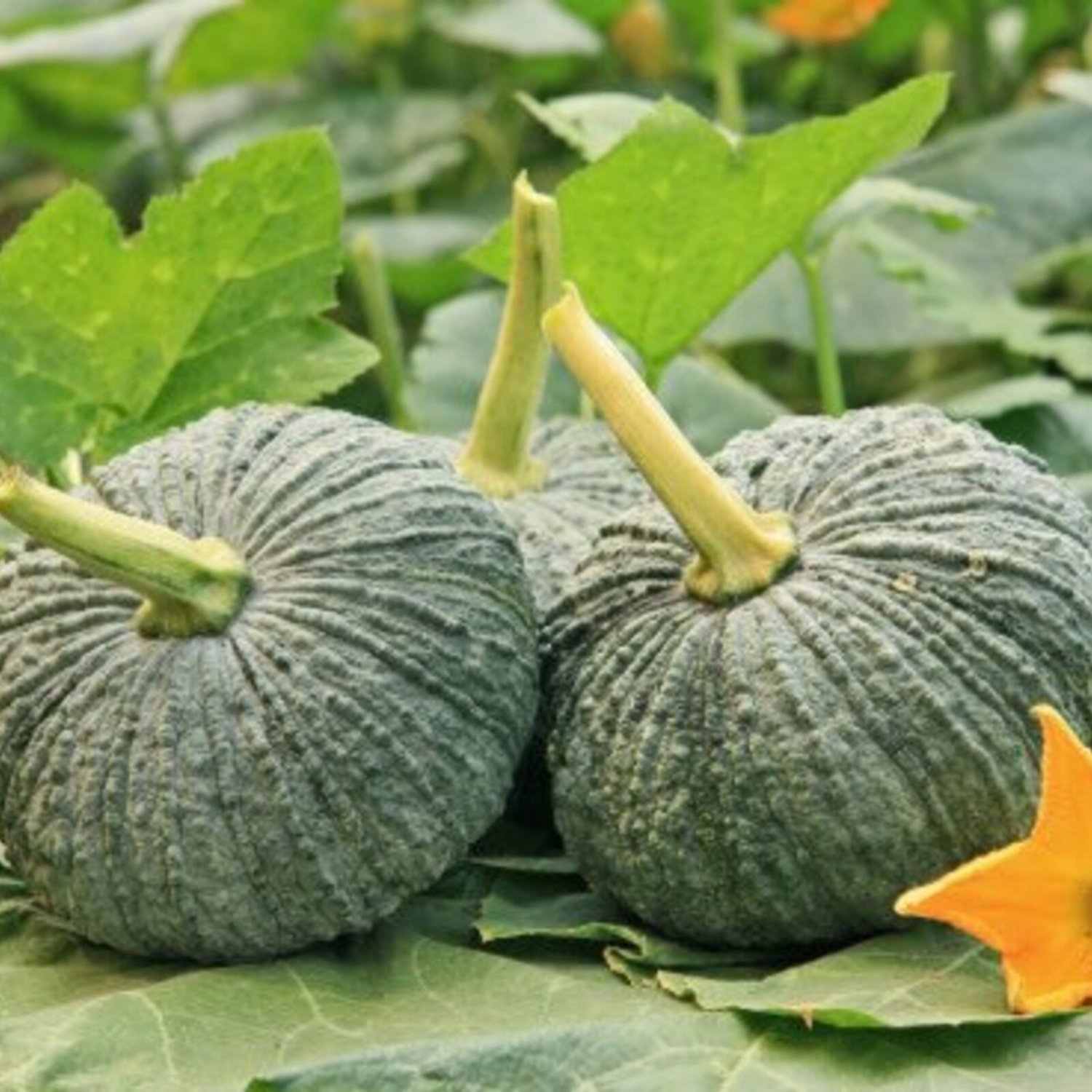 Thai Baby Gold Pumpkin Seed