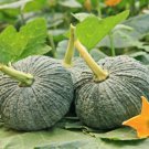 Thai Baby Gold Pumpkin Seed