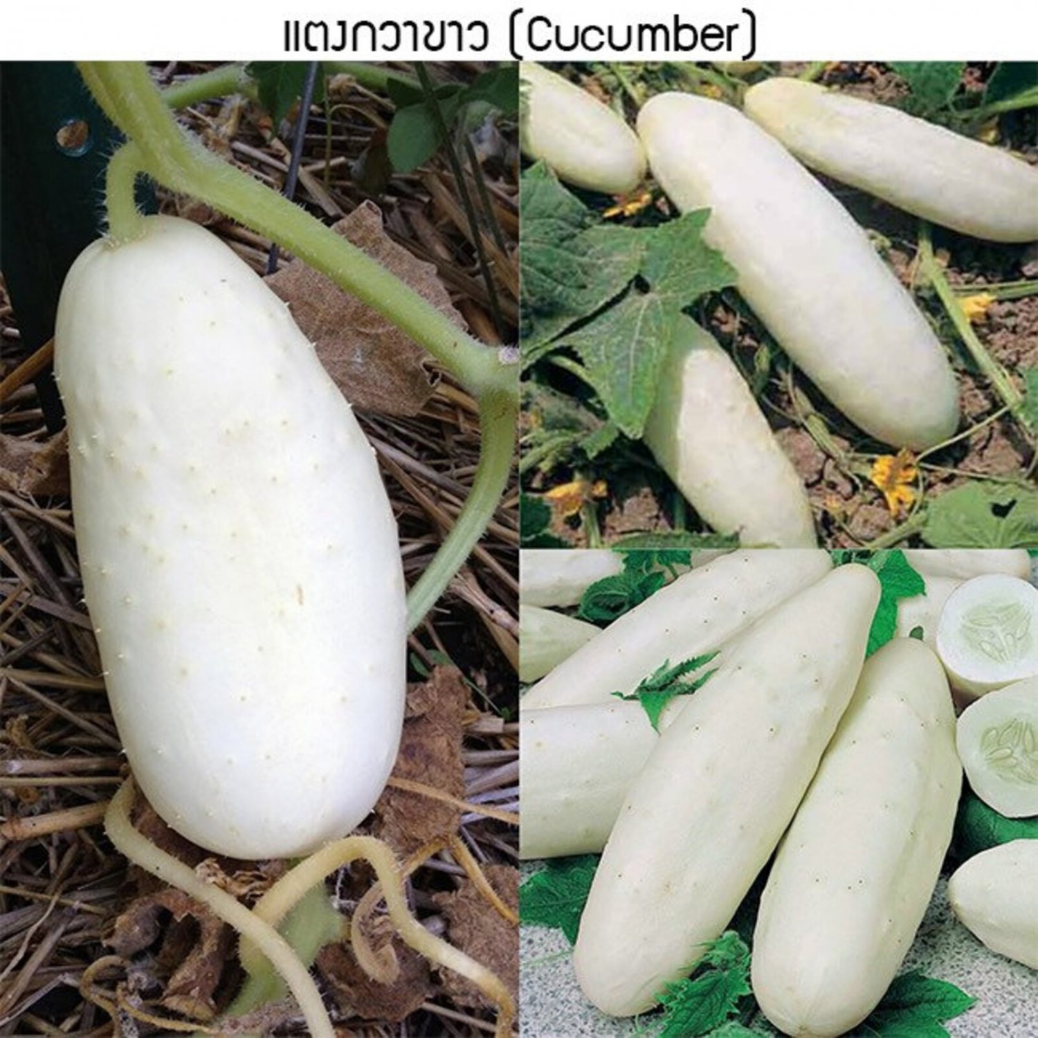 White Cucumber Seed Thai White Cucumber Seed