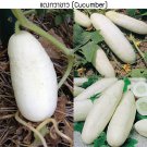White Cucumber Seed Thai White Cucumber Seed