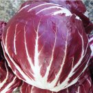 Round Red Radicchio Seed