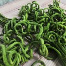 Thai Snake Yard Long Bean Seed Var.Nakmanee